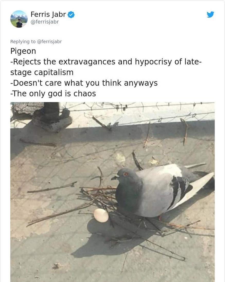 The meme is a humorous image of a pigeon sitting on a nest, looking rather pleased with itself. The text above the image reads: "Pigeon: -Rejects the extravagances and hypocrisy of late-stage capitalism -Doesn't care what you think -The only god is chaos". The image is a tongue-in-cheek commentary on the pigeon's seemingly carefree attitude towards the world's complexities, suggesting that it's not bothered by the problems of society.